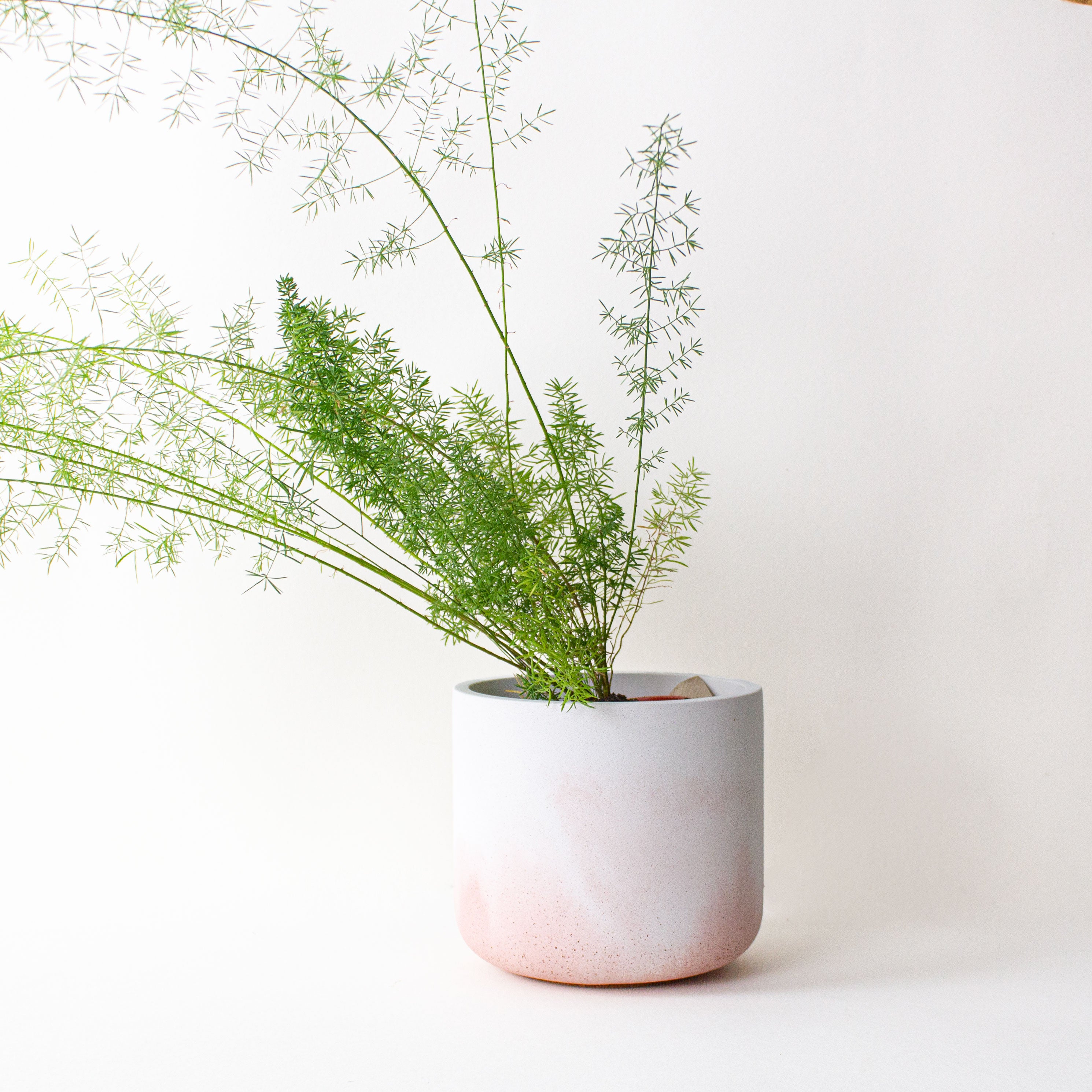 Fade Pots, Blush