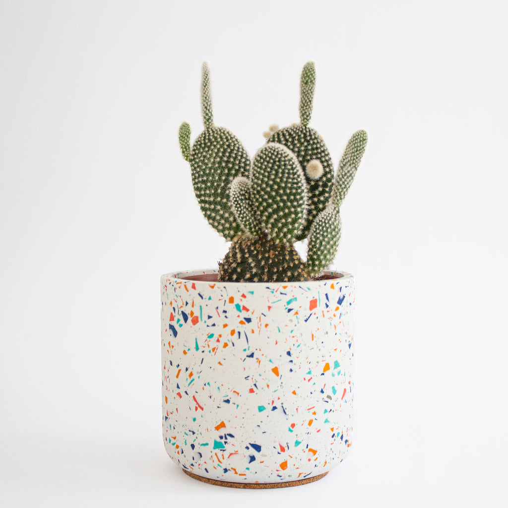 Jamboree Pots, Small
